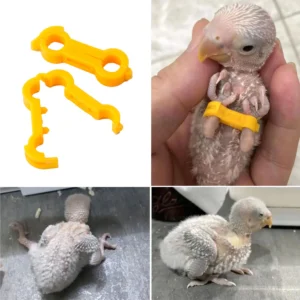 3Pcs Chick Leg Stabilizer Baby Birds Splay Leg Correction Band Newborn Parrot Leg Hobble Brace Support useful Bird Leg Supplies
