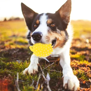 2Pcs Latex Hedgehog Dog Molar Chewing Squeaky Bite Resistant Pet Teeth Cleaner Interactive Fetch Plaything Dog Fetch