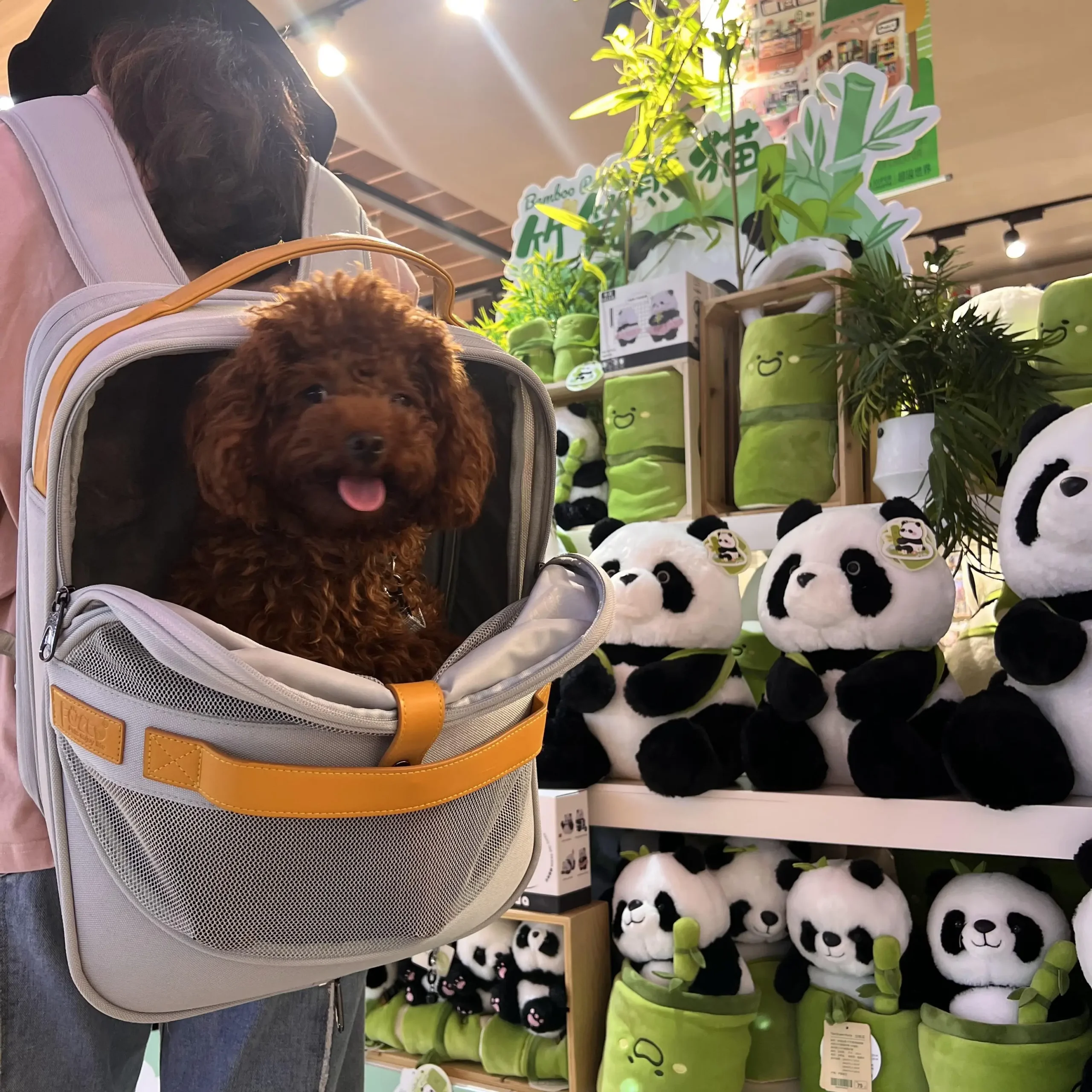 Breathable Dog Carrier Backpack for Small to Medium Dogs And Cats with Head out Design Comfortable Hands-Free Hiking Travel - Image 5