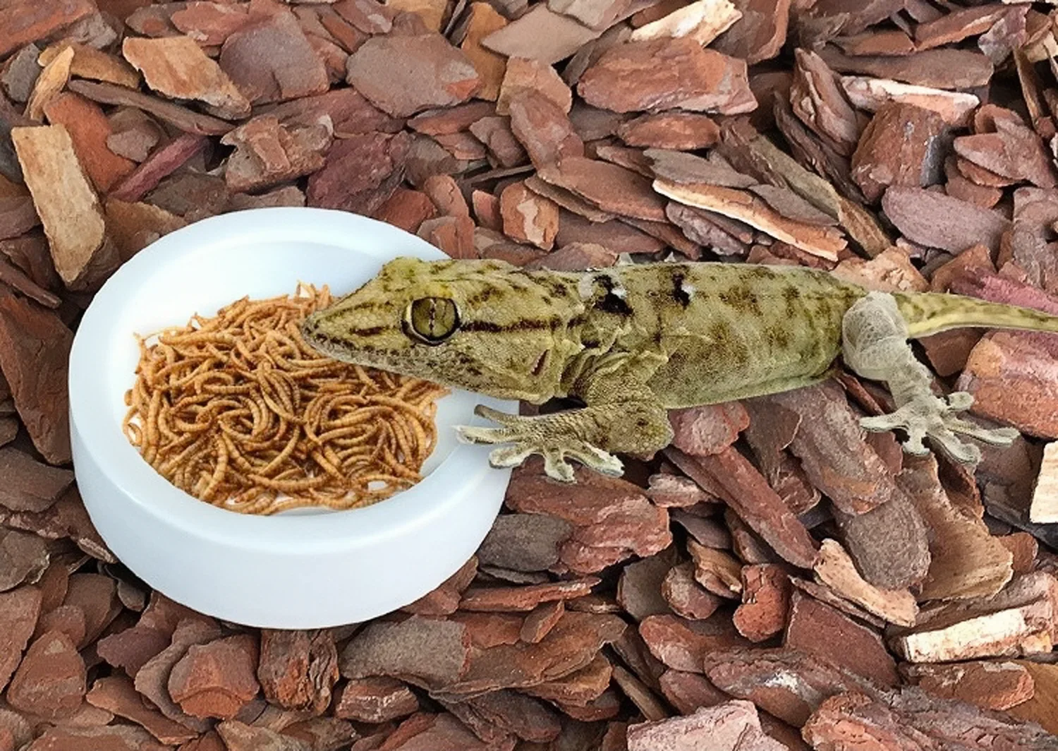 Reptile Water Food Bowl Worm Dish Ceramic Pet Bowls Anti-escape Mini Reptile Mealworms Bowl For Lizard Bearded Dragon Pet - Image 5