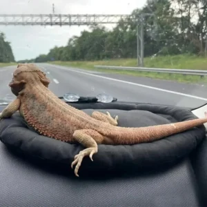 1Pcs Car Lizard Hammock Soft Portable Car Dashboard Bearded Dragon Hammock Bearded Dragon Supplies Lightweight Reptile Bed With