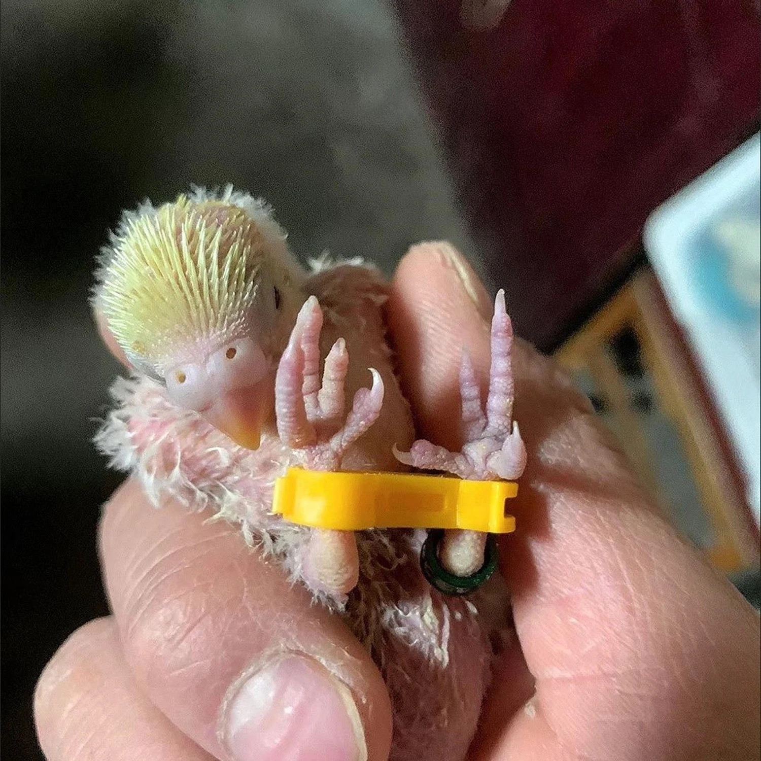 3Pcs Chick Leg Stabilizer Baby Birds Splay Leg Correction Band Newborn Parrot Leg Hobble Brace Support useful Bird Leg Supplies - Image 2