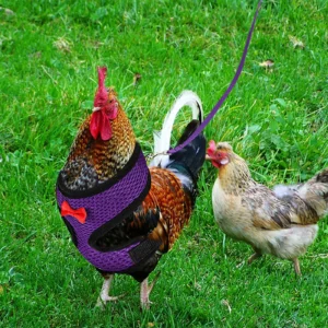 Poultry training harness, pet leash, pet chicken and duck leash, breathable chicken breast harness