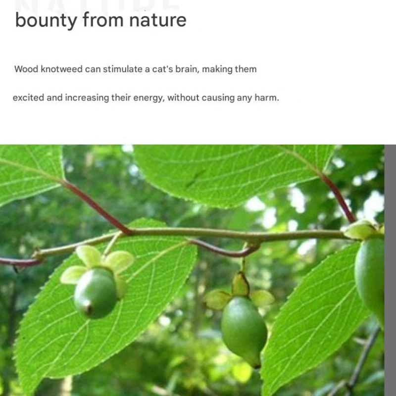 2pcs,Matatabi Cat Toys Chew Sticks with Catnip for Dental Health, Boredom Relief and Fun Play - Image 5