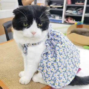Cats Summer Products Costume Dresses for Kittens Kitty Dress Dressed Kitten Suit Costumes Skirt Clothes Dog Small Pet Clothing