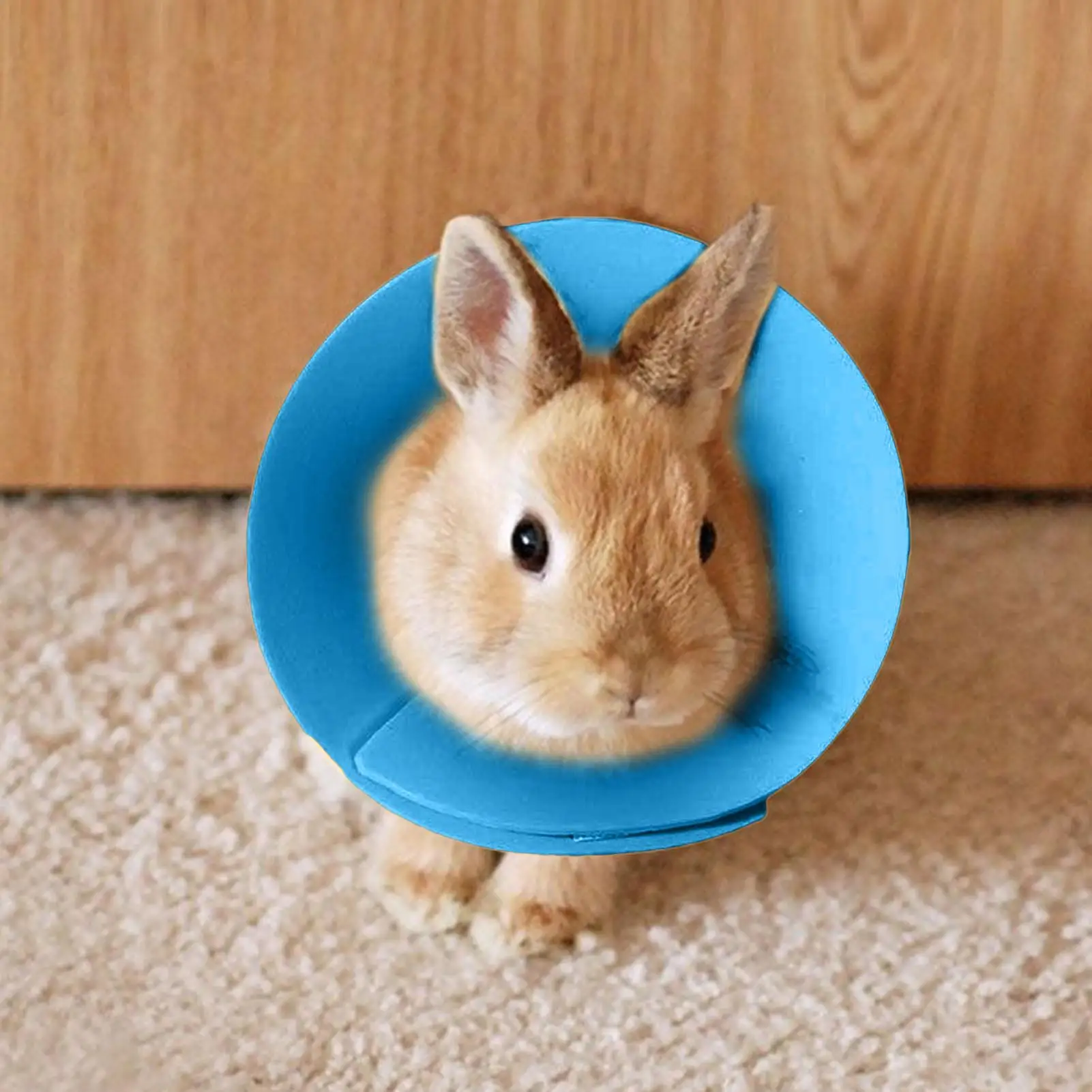 Adjustable Recovery Cone for Small Animals - Comfortable Soft Anti Licking Collar for Wound Care for Birds, Bunny, Guinea Pigs - Image 2