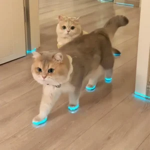 Cat Glowing Tape, Shoe Toy, Puppy Pet Shoe, Reflective Strip Tape, Video Clip, Accessory