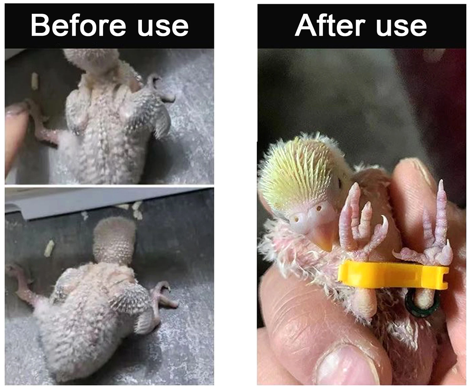 3Pcs Chick Leg Stabilizer Baby Birds Splay Leg Correction Band Newborn Parrot Leg Hobble Brace Support useful Bird Leg Supplies - Image 6