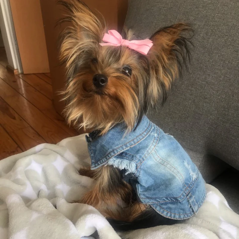 Summer Jeans Series Dog Shirt Denim Clothes for Small Dogs Puppy Chihuahua Cowboy Jacket French Bulldog Outfit Cat Costumes - Image 2