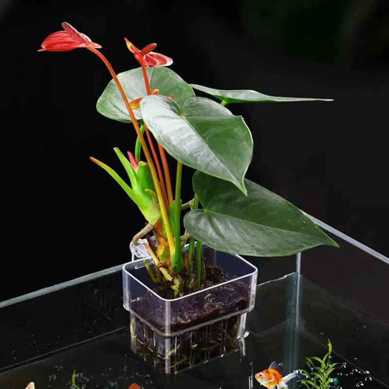 Multifunctional Fish Aquarium Water Grass Planting Cup Breeding Isolation Box Fish Tank Hydroponic Plants Fish Tank Landscaping - Image 5