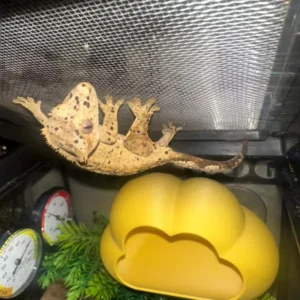 Geckos, lizards, frogs, and other amphibians and reptiles, cloud shaped hiding places, breeding boxes, and decorations