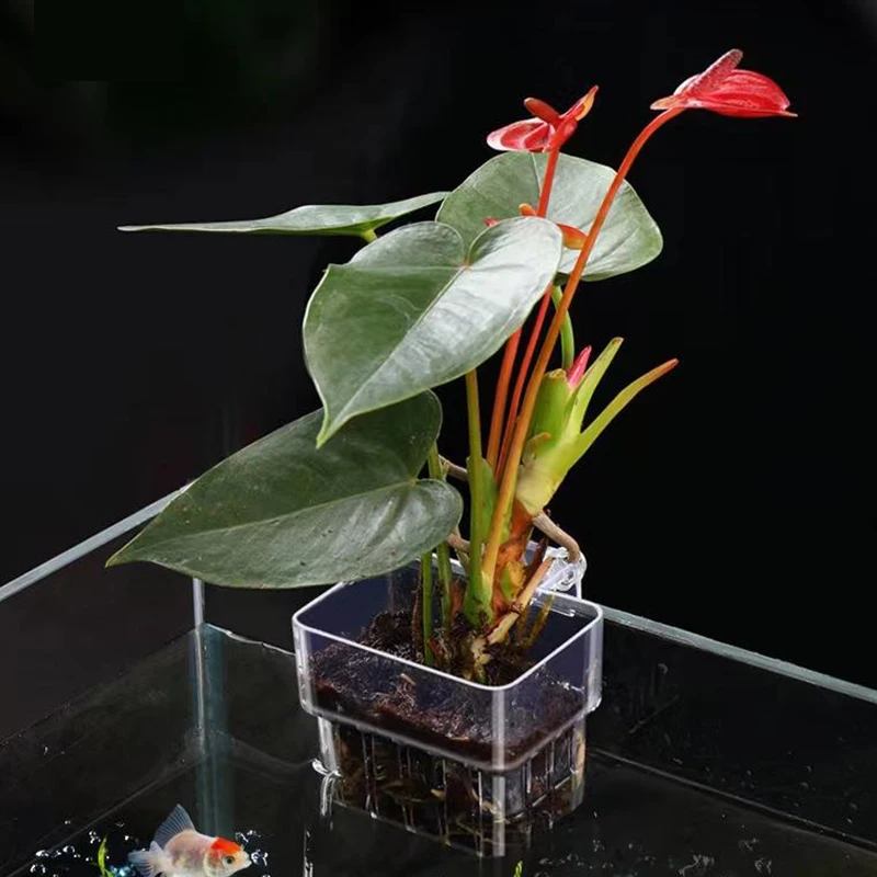 Multifunctional Fish Aquarium Water Grass Planting Cup Breeding Isolation Box Fish Tank Hydroponic Plants Fish Tank Landscaping - Image 6