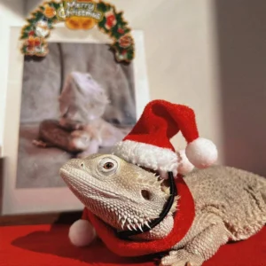 2pcs/set  Lizard Christmas Decorative Hat, Santa Claus Hat and Scarf, Christmas Clothes, Lizard Reptile Pet Decorative Hat