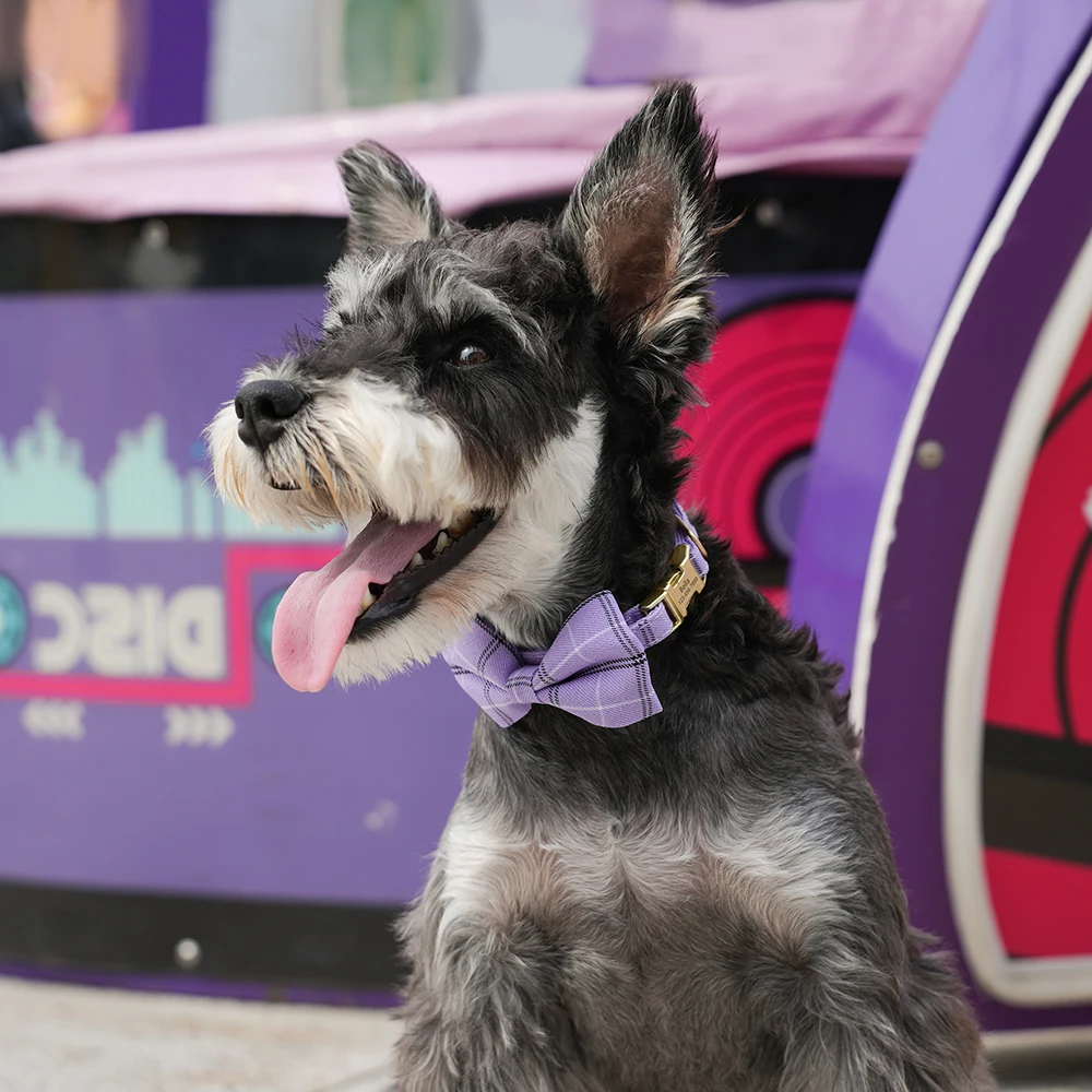 Custom Dog Collar Nylon Puppy Dog Collars With Cute Bowknot Engraved Pet Necklace Dog Collars For Small Medium Dogs Chihuahua - Image 5