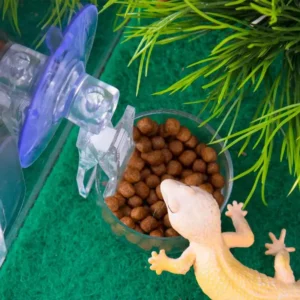 New Reptile Water Food Bowl Suction Cup Food Tray Gecko Reptile Lizards Spider Tree Frogs Feeder Habitat Decoration Pet Supplies