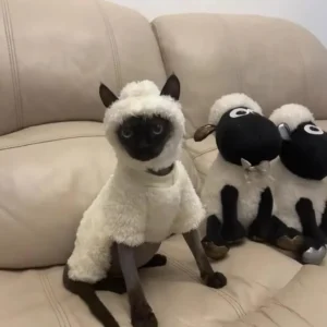 Hairless cat clothes autumn and winter thickened polar fleece warm four-legged sphinx devon cat lamb double-sided fleece cotton