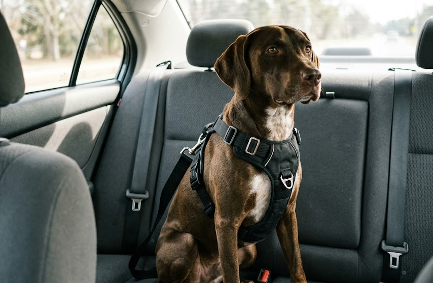 Are Dog Seat Belt Harnesses Safe? What to Know Before You Buy