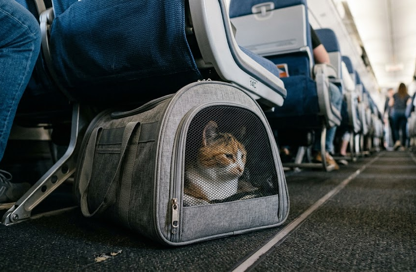 What Size Cat Carrier Is Airline Approved? A Simple Guide for Flying With a Cat