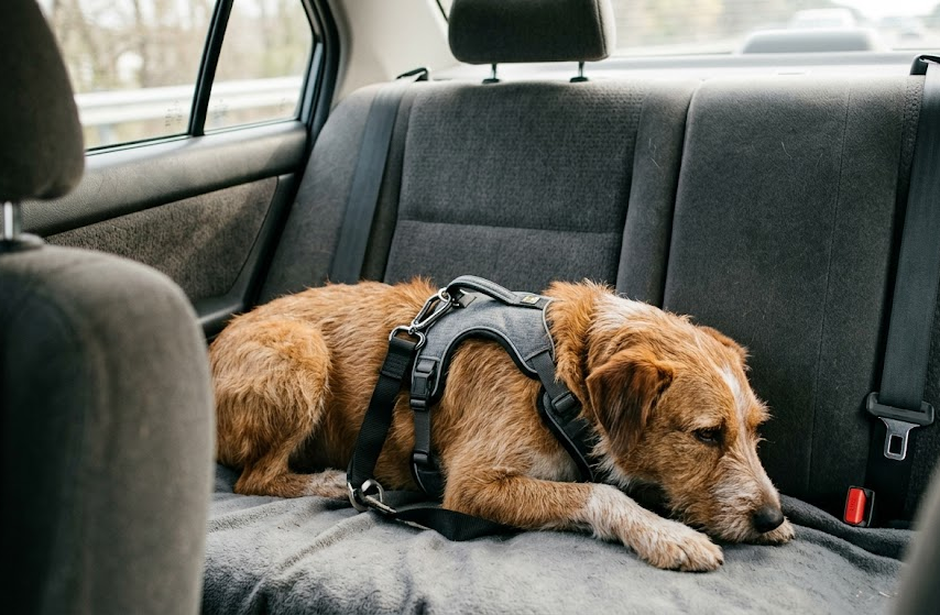 Dog lying comfortably in a car with a fitted travel harness attached