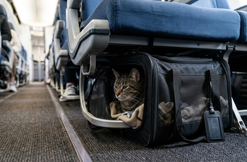 Soft-Sided vs Hard-Sided Cat Carriers for Flying: Which Is Better for Cabin Travel?
